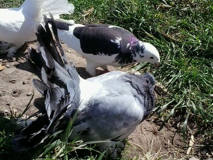 2015-06-28 14.37.43 - La GRAMADA