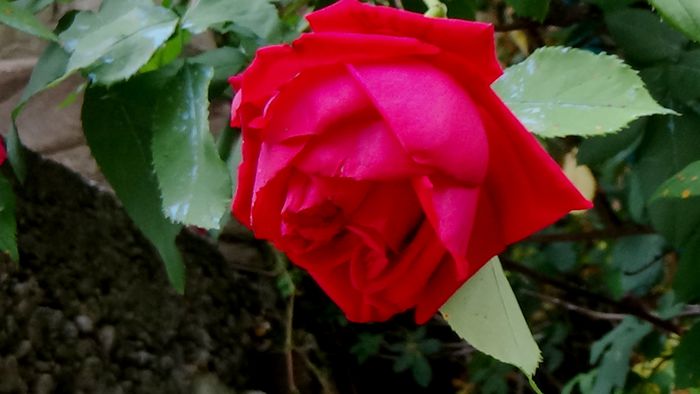 DSC01765 - Crimson Glory Cl
