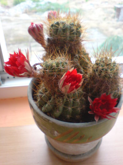 DSC00303 - CACTUSI 2015--2018