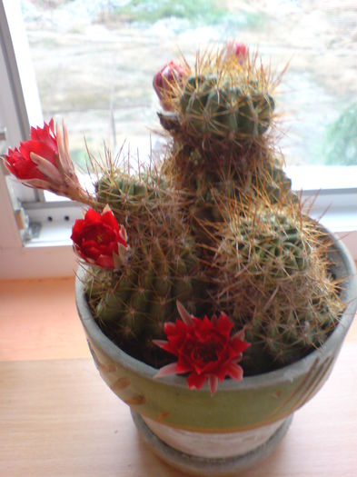 DSC00304 - CACTUSI 2015--2018