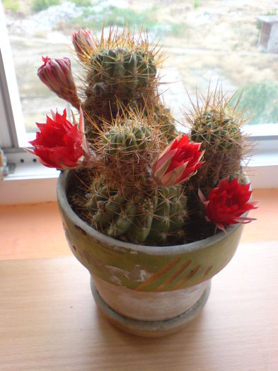 DSC00305 - CACTUSI 2015--2018