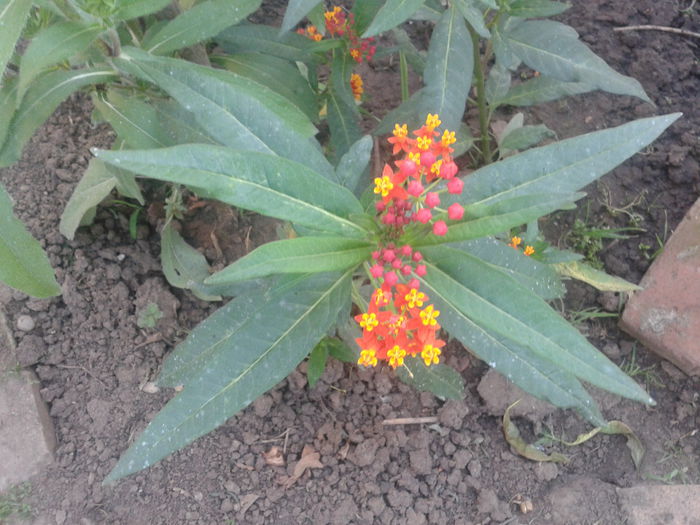 Fotografie-0066 - din gradina