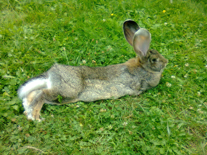 Relaxare la iarba verde