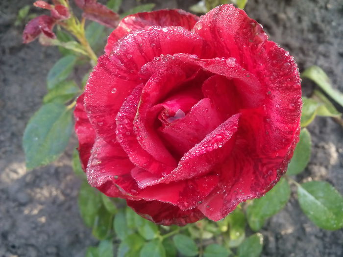 Red Intuition - 2015 Trandafiri I