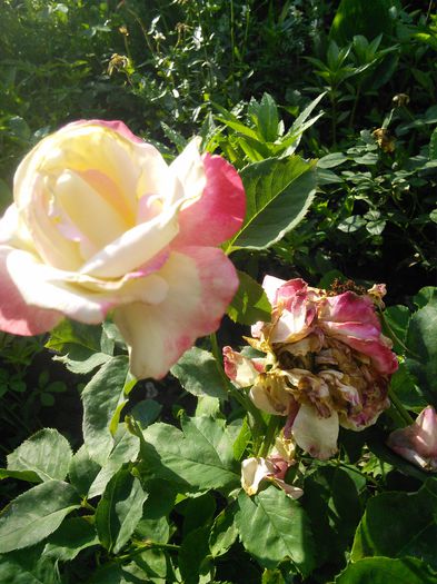 IMG_20150618_071333 - trandafiri in doua  culori