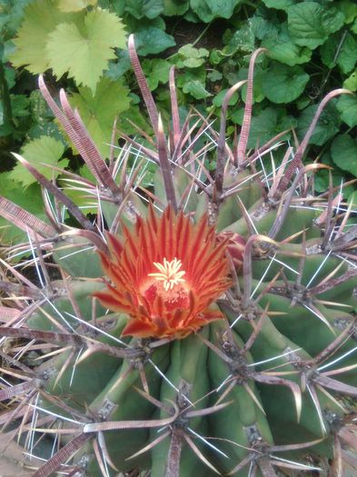 IMG_20150704_135741 - Flori de cactusi