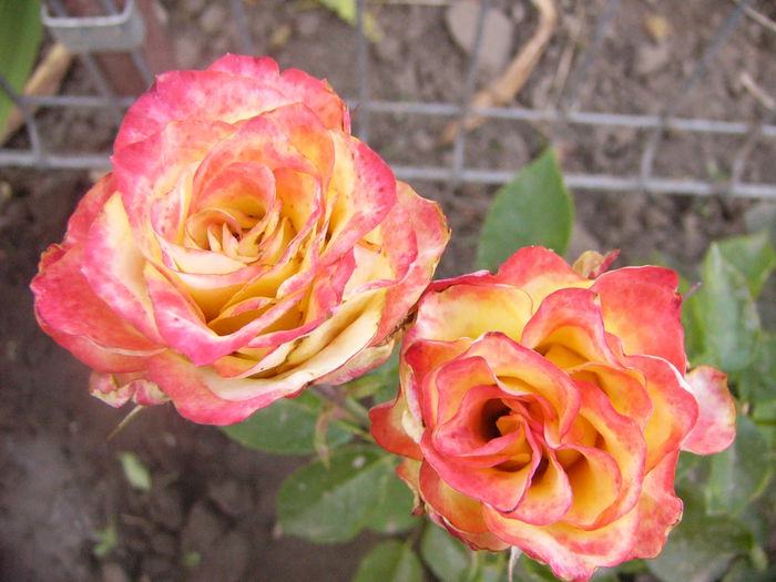 Rosa Dimov - ANUL 2015 III