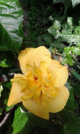 IMG-20150705-WA0002 - HIBISCUS KOENIG