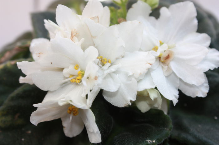 IMG_5328 - 2015 vara fierbinte