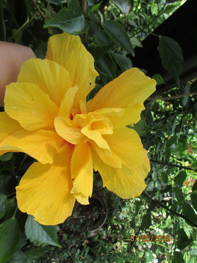 IMG_2200 - hibiscus