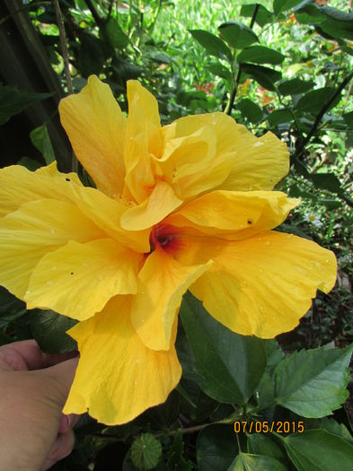 IMG_2202 - hibiscus