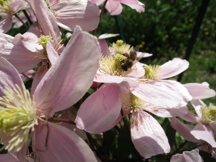 IMG_0646 - Clematita Montana Rubens 2015