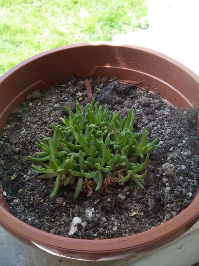 alt sedum - Vara 2015