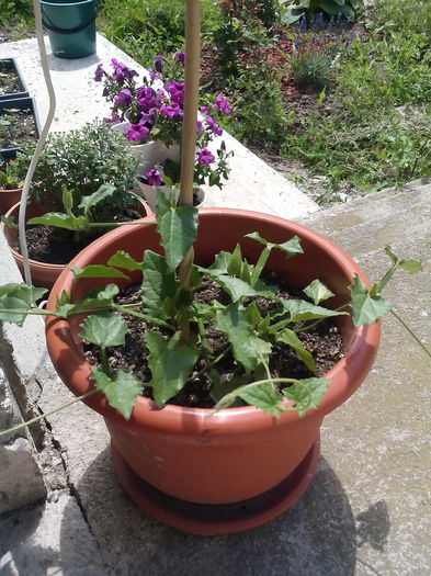 thunbergia