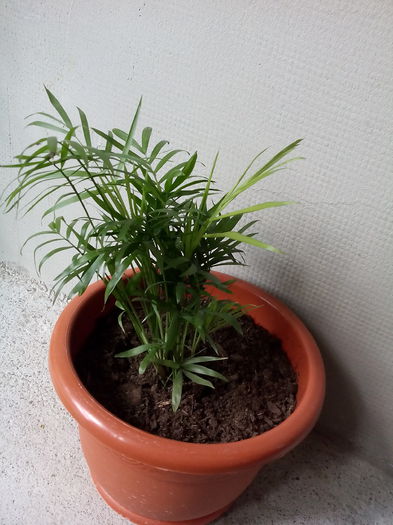 areca - Vara 2015