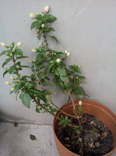 fuchsia alba - Vara 2015