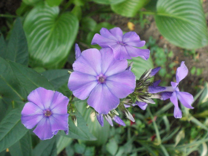 Blue Paradise - Phlox