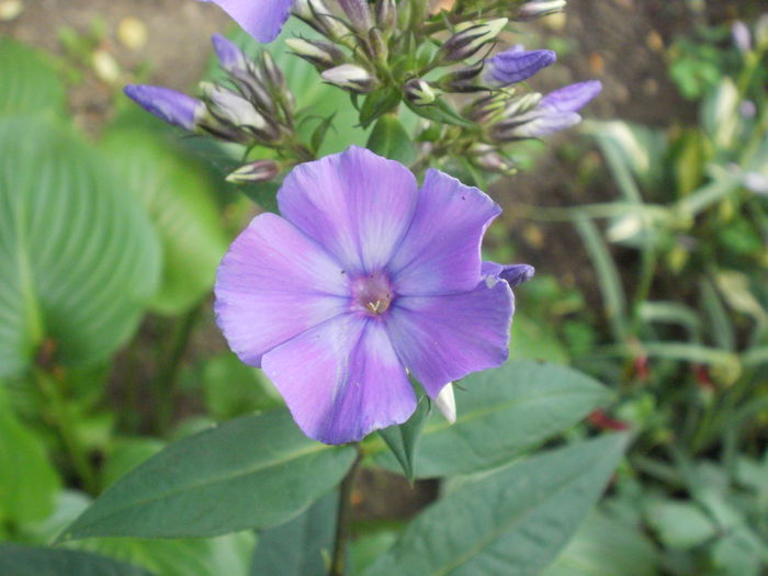 Blue Paradise - Phlox