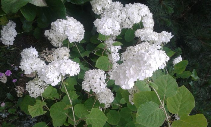 Hortensia alba