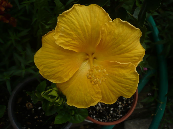 P1220923 - HIBISCUSI 2015-1