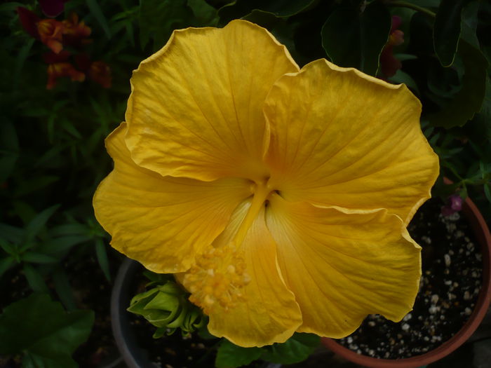 P1220924 - HIBISCUSI 2015-1