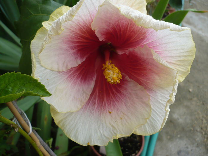 P1220926 - HIBISCUSI 2015-1