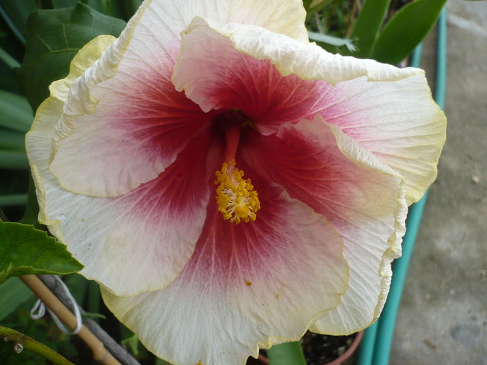 Tahitian Purple Lady - HIBISCUSI 2015-1