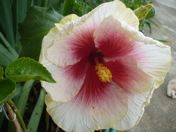 P1220928 - HIBISCUSI 2015-1