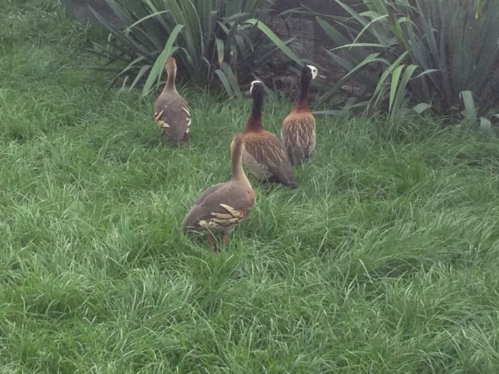  - fluieratoare cu secera