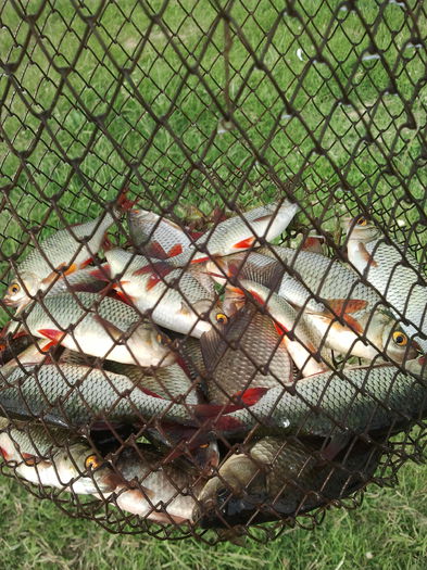 Prins la Bent,20.06.2015(seara)