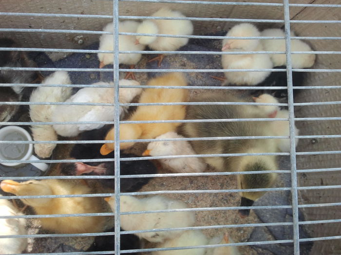 Cei mai mici locatari ai curtii.(2015)