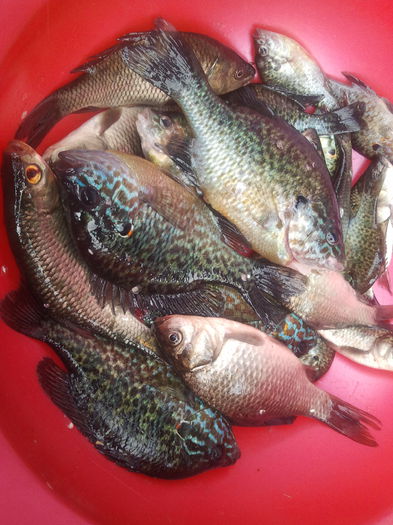 Tot la Bent(dimineata)