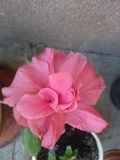 Fotografie-0027 - hibiscus