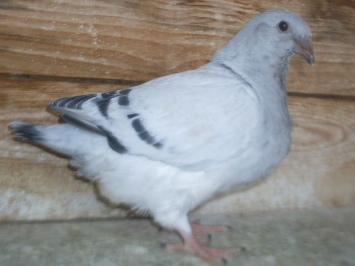 F DIN 404 - 2015 PUI