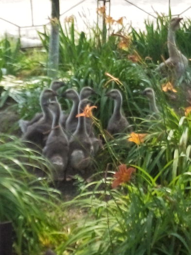 IMG_20150705_153137 - cuib de gasca si boboci 2015