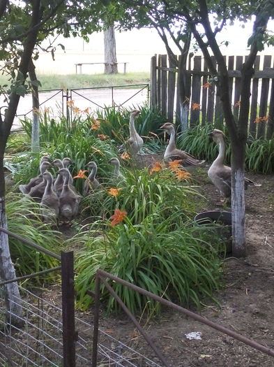 IMG_20150705_153154 - cuib de gasca si boboci 2015