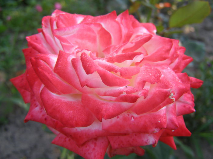 P7040016 - Trandafirul - regele gradinii