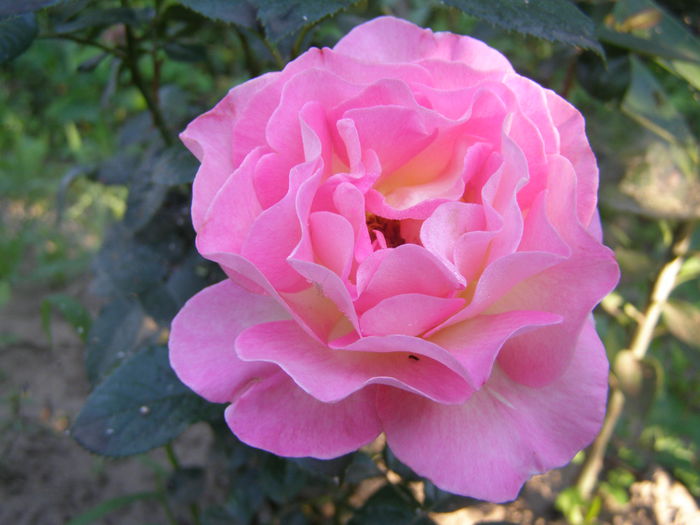 P7040018 - Trandafirul - regele gradinii