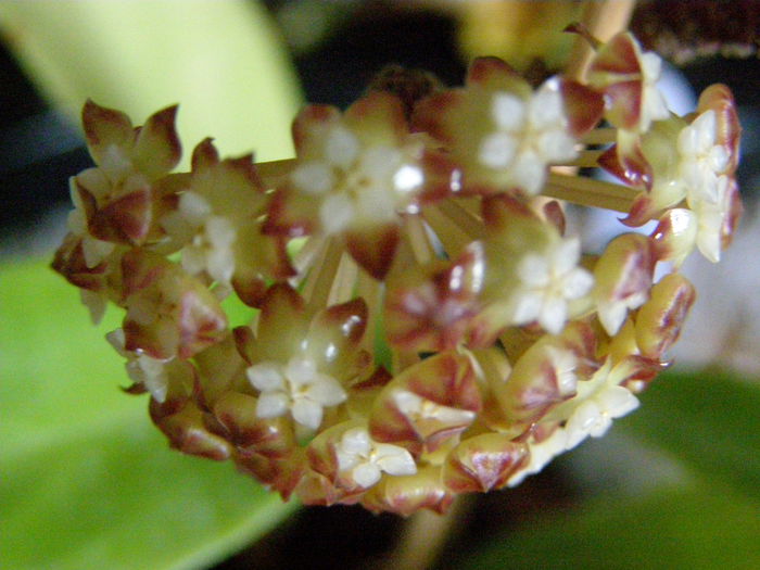 P7040083 - Hoya - surprize placute