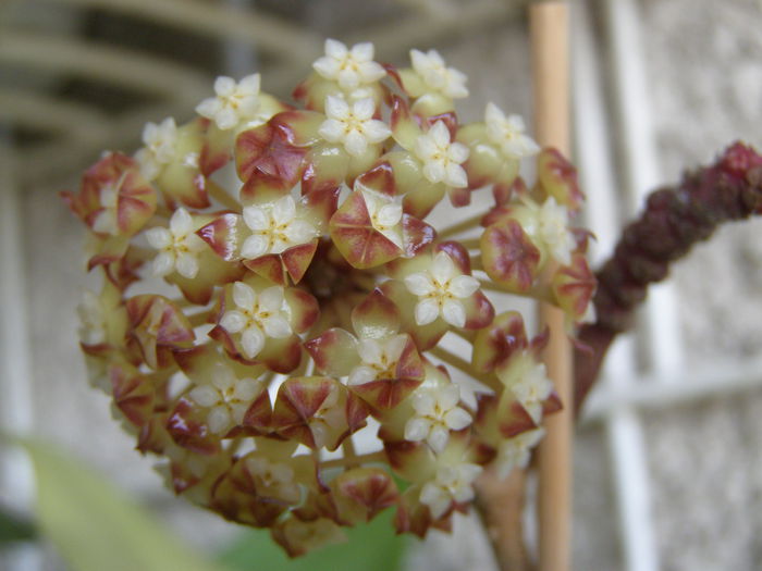 P7040091 - Hoya - surprize placute