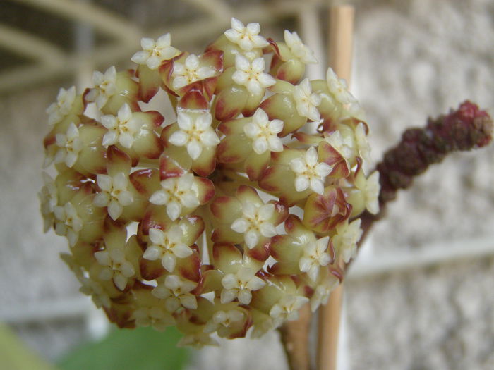 P7040094 - Hoya - surprize placute