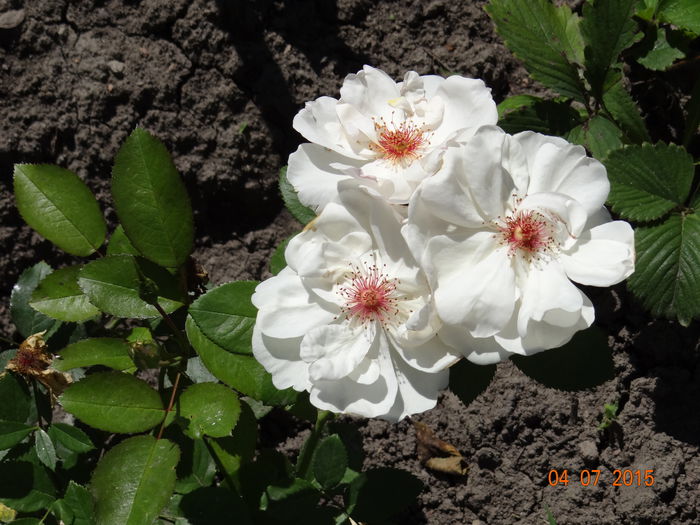 Jaqueline - Vara in gradina I
