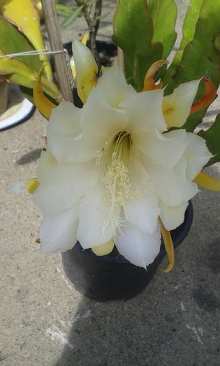 Epiphyllum crem galbui - cactusi si suculente