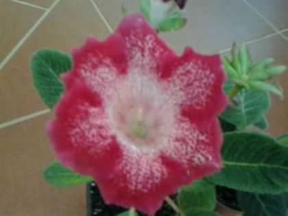 Fotografie6095 - Gloxinii si sinningii