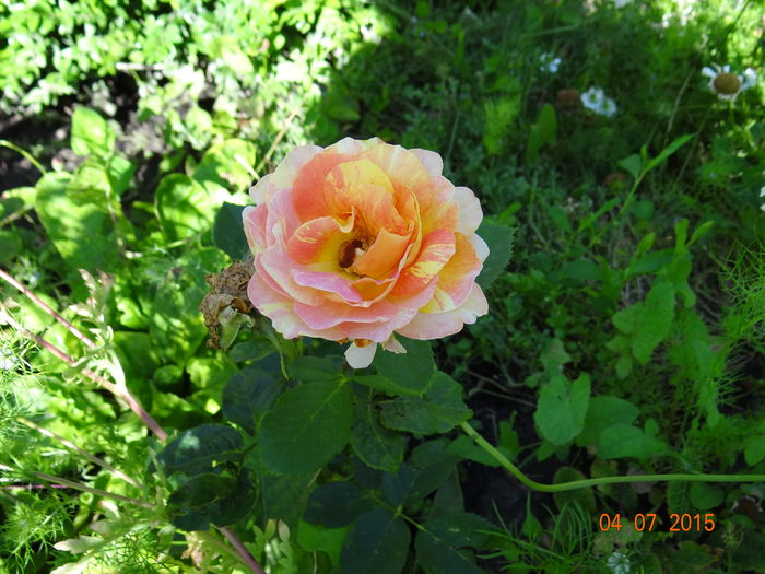Rose des Cistercien