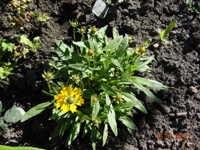 Coreopsis