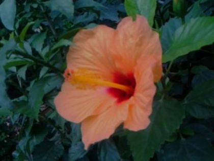 Fotografie6090 - Hibiscusi 1