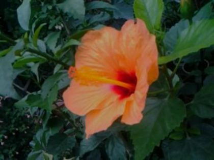 Fotografie6089 - Hibiscusi 1