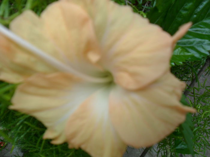 SAM_6902 - hibiscusi 2015-4