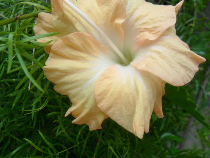 SAM_6903 - hibiscusi 2015-4